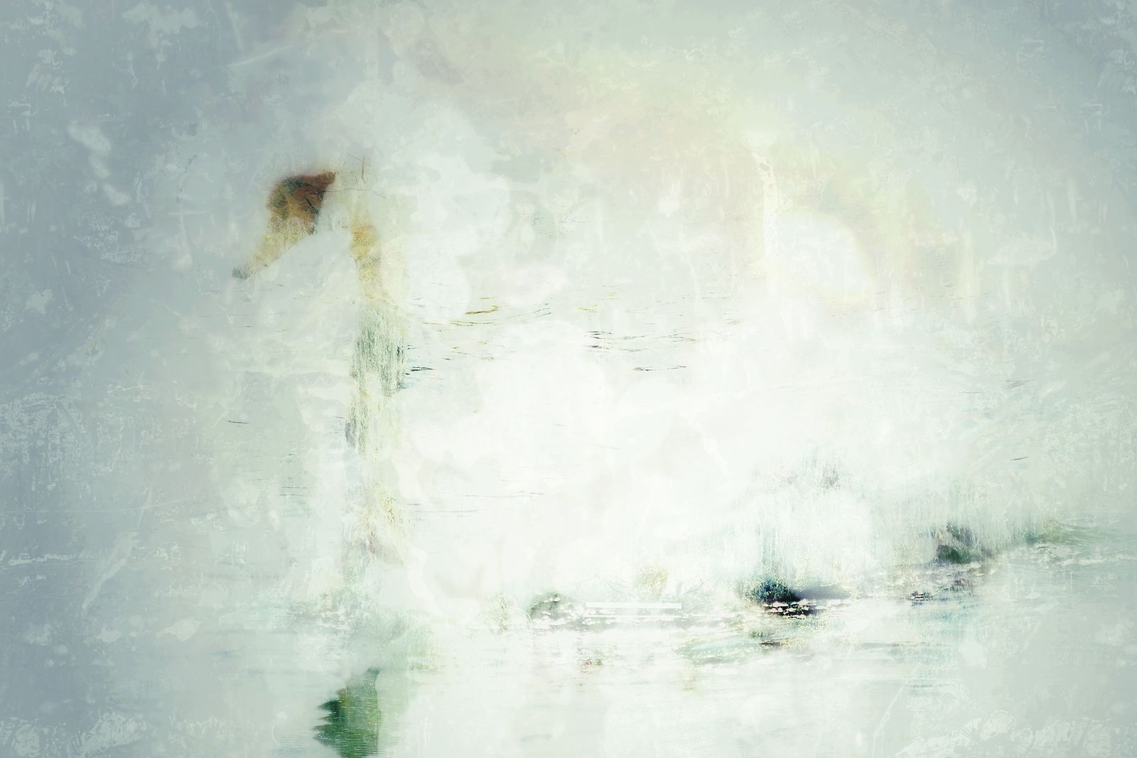 Irina Warm Vision. Warm Vision. Art. White petals of the swan"s inner tenderness In my artwoks I always use the theme of flowers to convey a special world of interaction between external and internal perception, lyricism and airy mood, figurative associativity. This graceful swan inspired me to create photography showing how I see inner world of this swan, his special tenderness as cloud of white floral petals.
