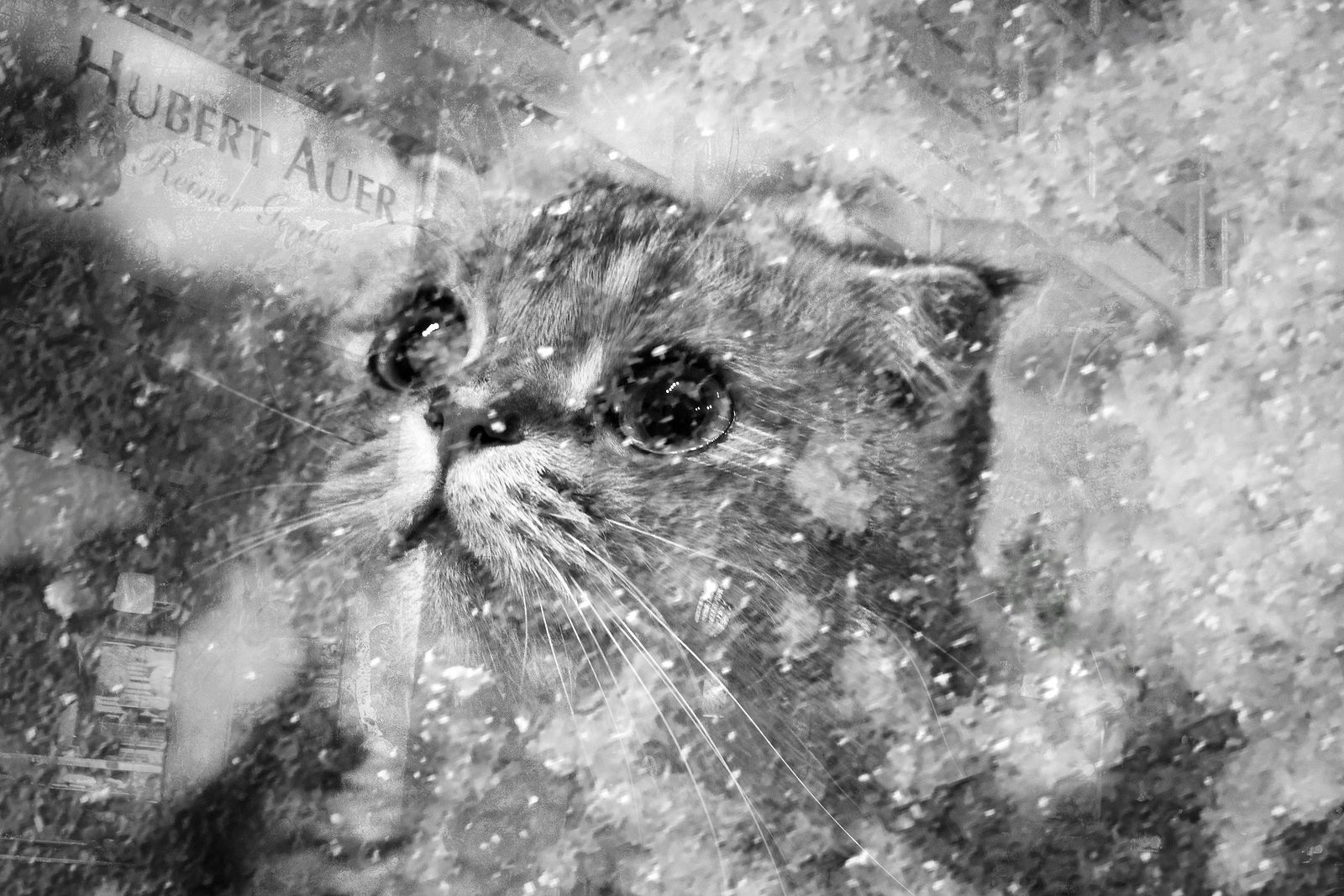 Irina Warm Vision. Warm Vision. Art. Без названия